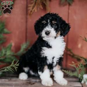 Dolly, Mini Bernedoodle Puppy