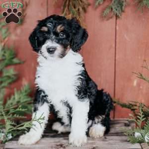 Donny, Mini Bernedoodle Puppy