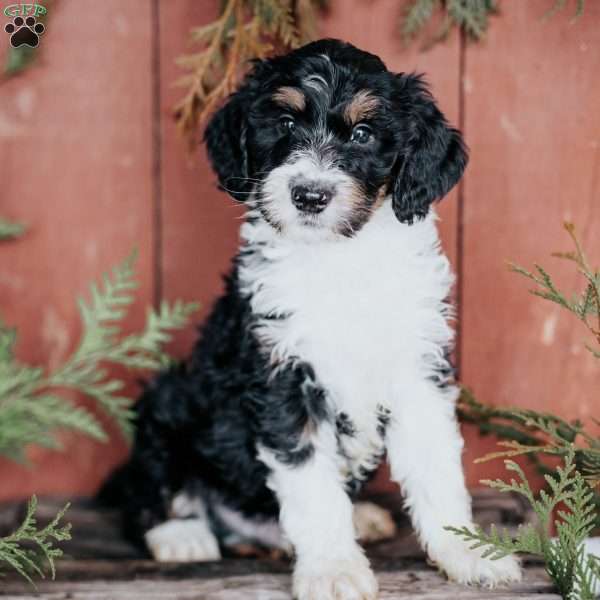 Donny, Mini Bernedoodle Puppy