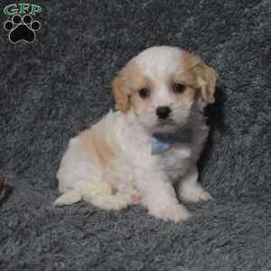 Harley, Cavachon Puppy