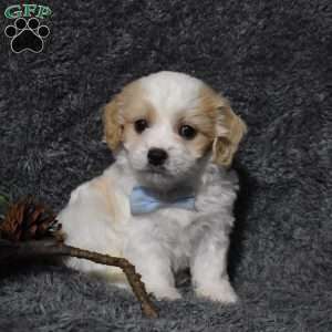 Harley, Cavachon Puppy