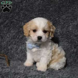 Harley, Cavachon Puppy