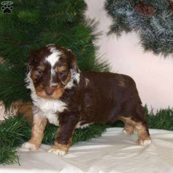 Elsa, Mini Aussiedoodle Puppy