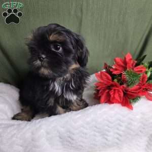 Baron, Shih Tzu Puppy