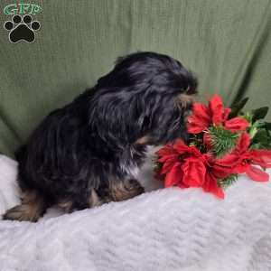 Baron, Shih Tzu Puppy