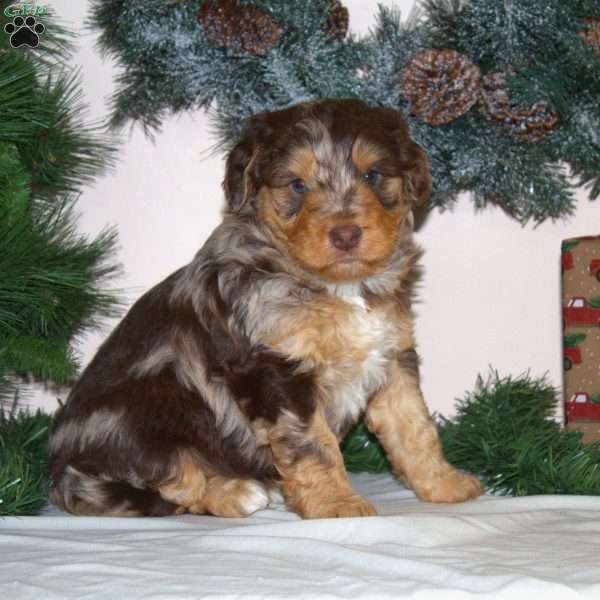 Olaf, Mini Aussiedoodle Puppy