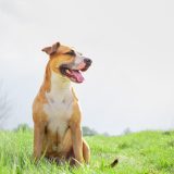 happy confident staffordshire terrier sitting in a sunny field