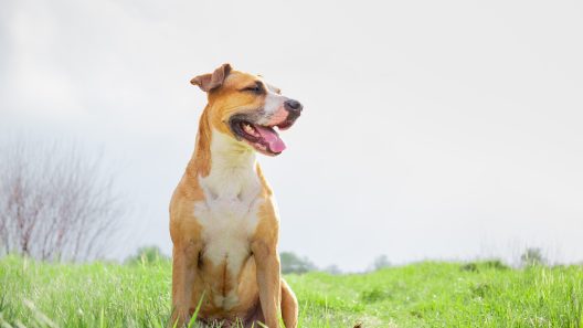 6 Signs Your Dog is Confident