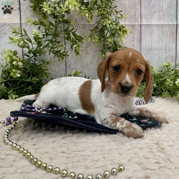 Heidi, Dachshund Puppy