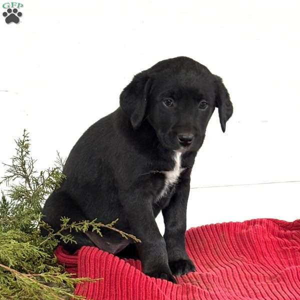 Holly, Blue Heeler Mix Puppy