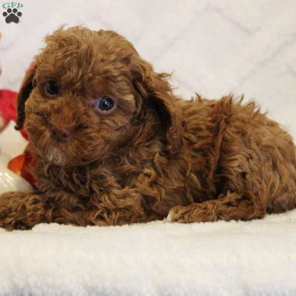 Holly, Toy Poodle Puppy