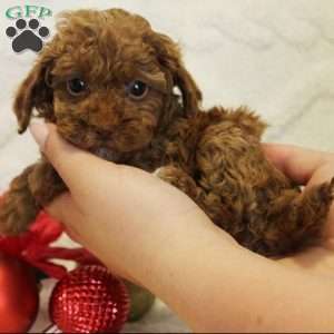 Holly, Toy Poodle Puppy
