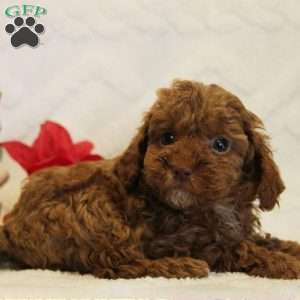 Holly, Toy Poodle Puppy