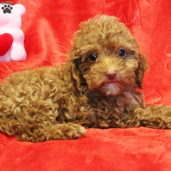 Holly, Toy Poodle Puppy