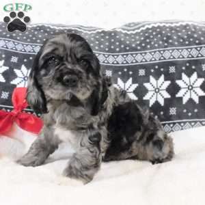 Espresso, Cocker Spaniel Puppy