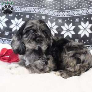 Espresso, Cocker Spaniel Puppy