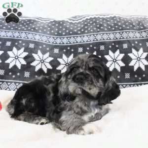 Espresso, Cocker Spaniel Puppy