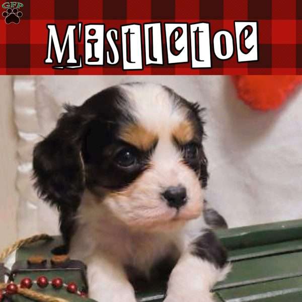 Mistletoe, Cavalier King Charles Spaniel Puppy
