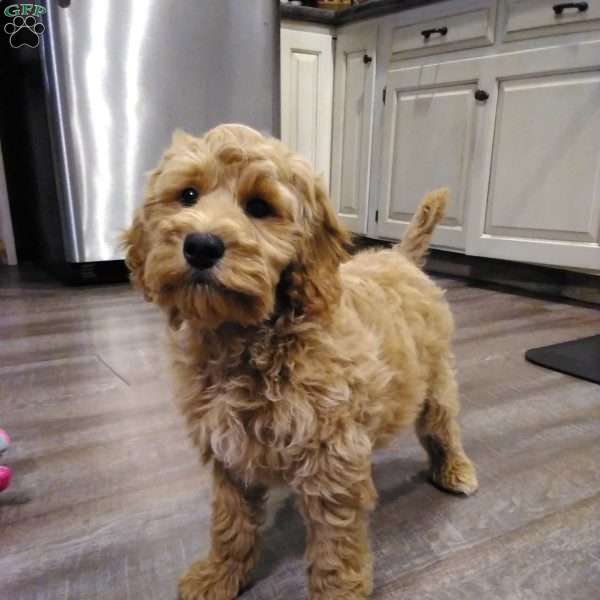 israel, Cockapoo Puppy