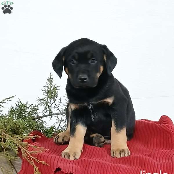 Jingle, Blue Heeler Mix Puppy