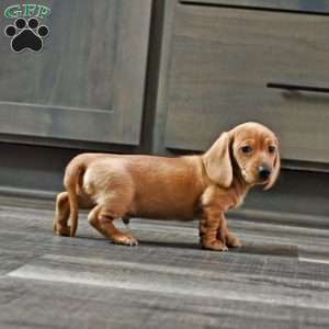 Johnny, Dachshund Puppy