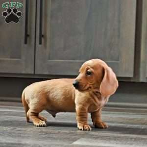 Johnny, Dachshund Puppy