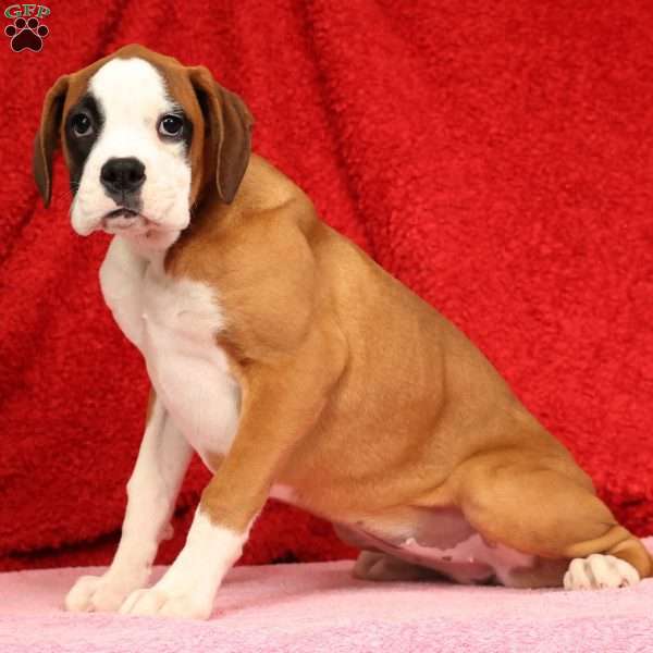 Joci, Boxer Puppy