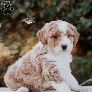 Karla, Mini Bernedoodle Puppy