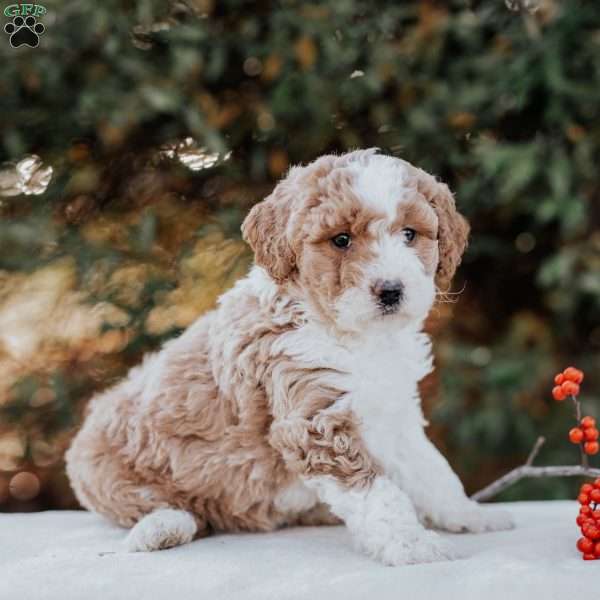 Karla, Mini Bernedoodle Puppy