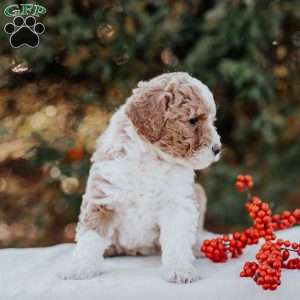 Karla, Mini Bernedoodle Puppy