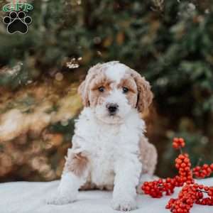 Karla, Mini Bernedoodle Puppy