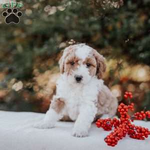 Karla, Mini Bernedoodle Puppy