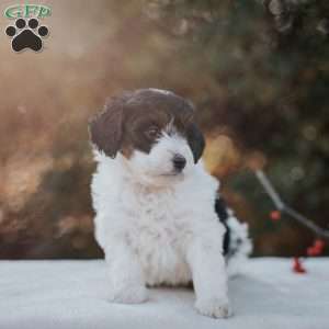 Kelly, Mini Bernedoodle Puppy