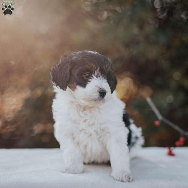 Kelly, Mini Bernedoodle Puppy