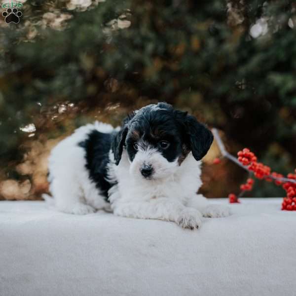 Kelly, Mini Bernedoodle Puppy