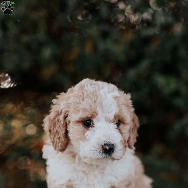 Kia, Mini Bernedoodle Puppy
