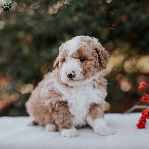 Kimbles, Mini Bernedoodle Puppy