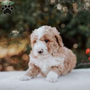 Kimbles, Mini Bernedoodle Puppy