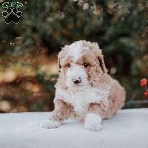 Kimbles, Mini Bernedoodle Puppy