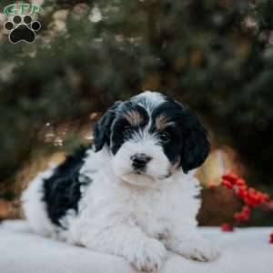 Kita, Mini Bernedoodle Puppy