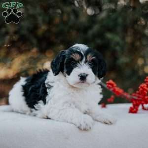Kita, Mini Bernedoodle Puppy