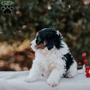 Kita, Mini Bernedoodle Puppy