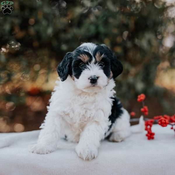 Kita, Mini Bernedoodle Puppy