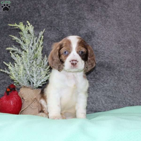 Sasha, Cocker Spaniel Puppy