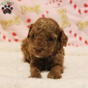 Holly Genetically CLEAR, Toy Poodle Puppy
