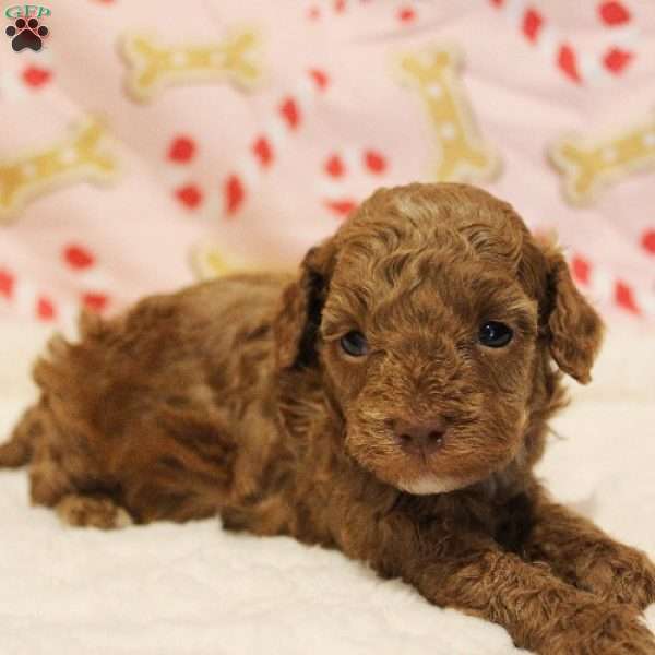 Holly Genetically CLEAR, Toy Poodle Puppy
