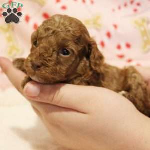 Holly Genetically CLEAR, Toy Poodle Puppy