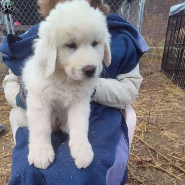 Mordecai, Great Pyrenees Puppy