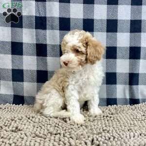 Nate, Miniature Poodle Puppy