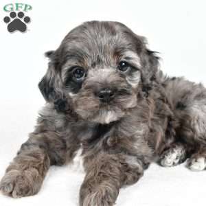 nora, Cockapoo Puppy